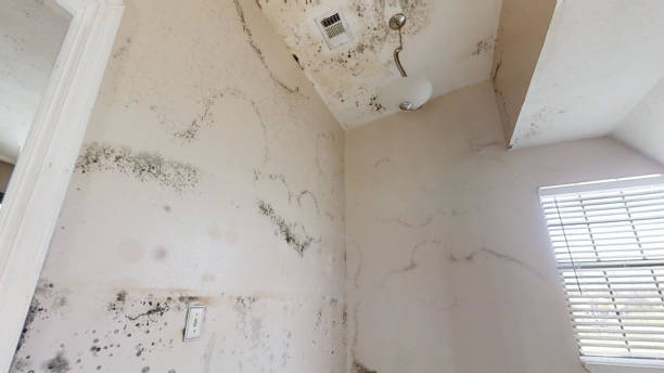  Leitchfield, KY Mold Removal Pros