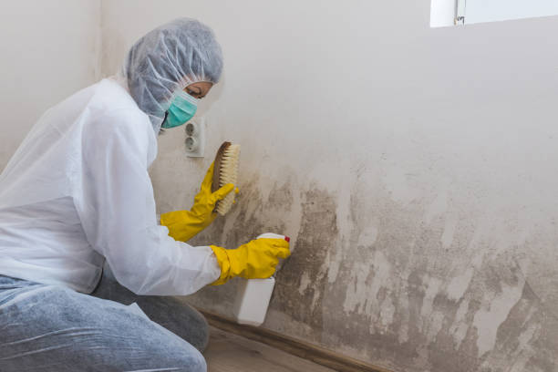 Best Mold Odor Removal Services  in Leitchfield, KY