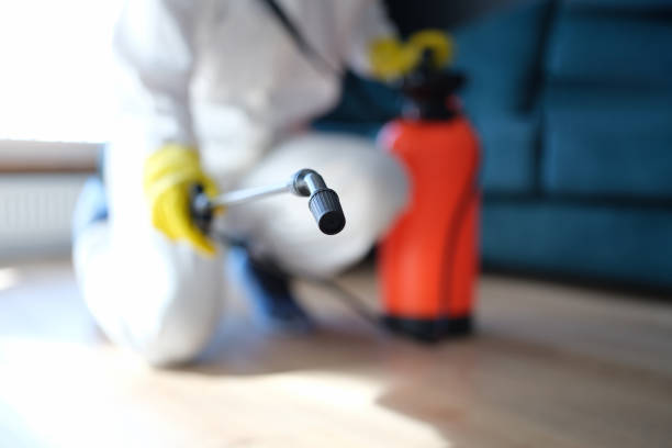 Best Basement Mold Removal  in Leitchfield, KY