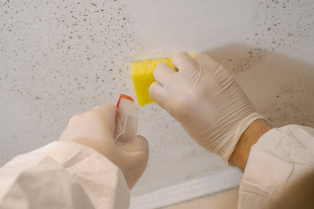 Best Water Damage & Mold Remediation  in Leitchfield, KY