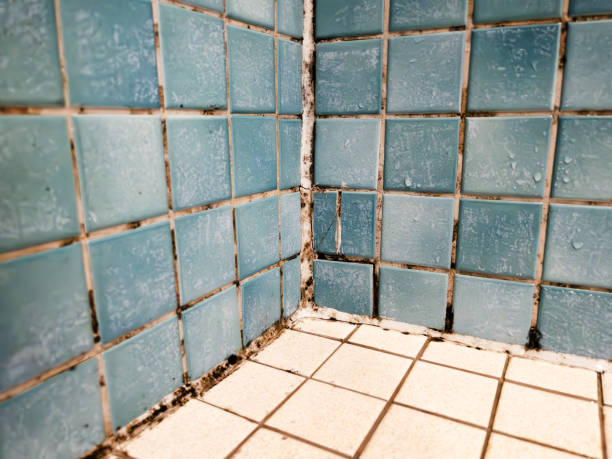 Best Environmental Consulting for Mold Prevention  in Leitchfield, KY