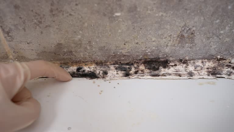 Best Industrial Mold Remediation  in Leitchfield, KY