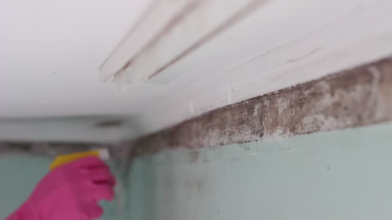 Best Residential Mold Inspection & Testing  in Leitchfield, KY